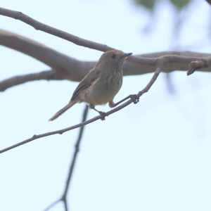 Acanthiza pusilla at Bruce Ridge to Gossan Hill - 12 Jan 2024 11:22 AM