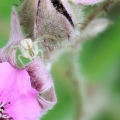 Thomisidae (family) (Unidentified Crab spider or Flower spider) at Stanley, VIC - 10 Dec 2023 by KylieWaldon