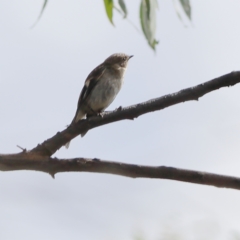 Petroica boodang (Scarlet Robin) at Bruce Ridge to Gossan Hill - 12 Jan 2024 by MichaelWenke