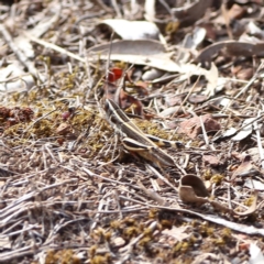 Macrotona securiformis at Bruce, ACT - 11 Jan 2024 by Trevor