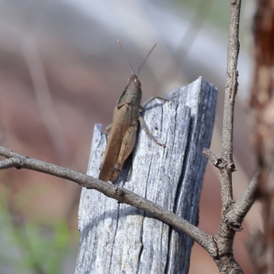 Goniaea australasiae (Gumleaf grasshopper) at Bruce Ridge to Gossan Hill - 11 Jan 2024 by Trevor