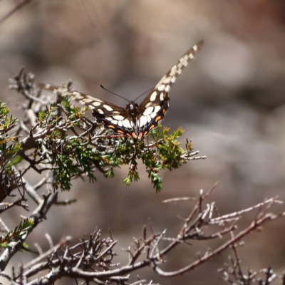 Papilio anactus (Dainty Swallowtail) at Gossan Hill - 11 Jan 2024 by Trevor