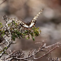 Papilio anactus (Dainty Swallowtail) at Bruce Ridge to Gossan Hill - 11 Jan 2024 by Trevor