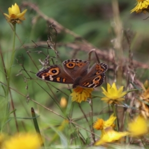 Junonia villida at QPRC LGA - 12 Jan 2024 01:53 PM