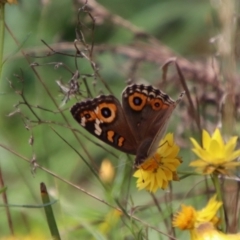 Junonia villida at QPRC LGA - 12 Jan 2024 01:53 PM