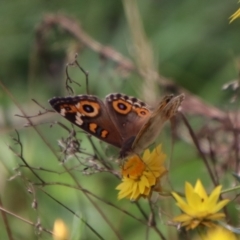 Junonia villida at QPRC LGA - 12 Jan 2024 01:53 PM