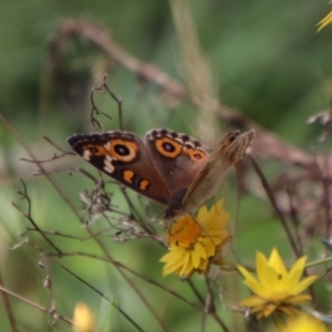 Junonia villida at QPRC LGA - 12 Jan 2024