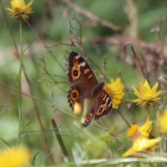 Junonia villida at QPRC LGA - 12 Jan 2024 01:53 PM