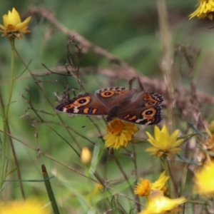 Junonia villida at QPRC LGA - 12 Jan 2024