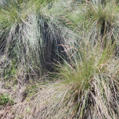 Poa labillardierei (Common Tussock Grass, River Tussock Grass) at Googong Foreshore - 12 Jan 2024 by Steve818