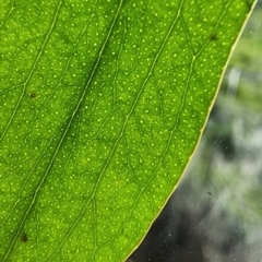 Eucalyptus stellulata at QPRC LGA - 12 Jan 2024