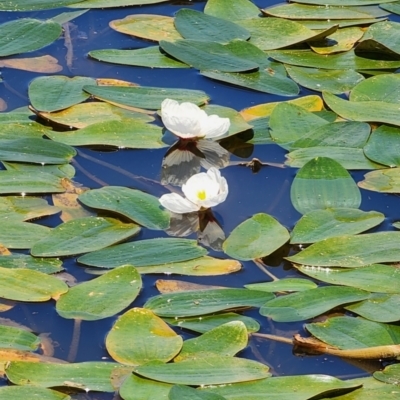 Ottelia ovalifolia subsp. ovalifolia (Swamp Lily) at Googong Foreshore - 12 Jan 2024 by Steve818