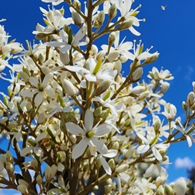 Bursaria spinosa subsp. lasiophylla (Australian Blackthorn) at Googong Foreshore - 12 Jan 2024 by Steve818