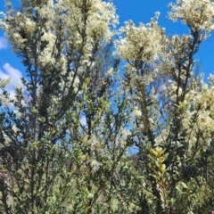 Bursaria spinosa subsp. lasiophylla at QPRC LGA - 12 Jan 2024