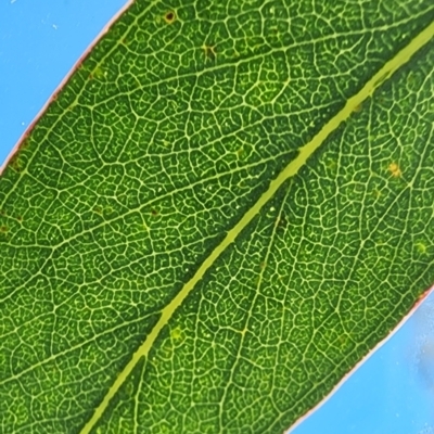 Eucalyptus nortonii (Mealy Bundy) at QPRC LGA - 12 Jan 2024 by Steve818