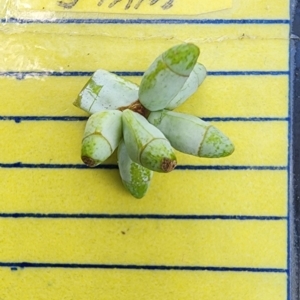 Eucalyptus nortonii at Googong Foreshore - 12 Jan 2024