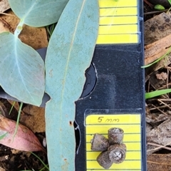 Eucalyptus nortonii at Googong Foreshore - 12 Jan 2024 02:33 PM