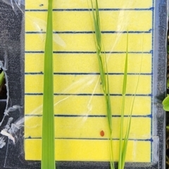 Microlaena stipoides (Weeping Grass) at QPRC LGA - 12 Jan 2024 by Steve818