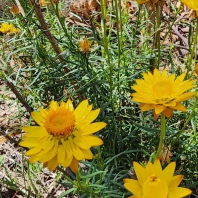 Xerochrysum viscosum (Sticky Everlasting) at Googong Foreshore - 12 Jan 2024 by Steve818