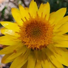Xerochrysum viscosum at QPRC LGA - 12 Jan 2024 01:46 PM