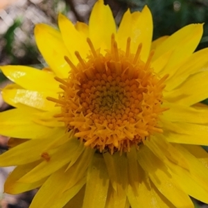 Xerochrysum viscosum at QPRC LGA - 12 Jan 2024 01:46 PM