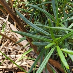 Xerochrysum viscosum at QPRC LGA - 12 Jan 2024 01:46 PM