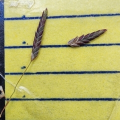 Eragrostis brownii at QPRC LGA - 12 Jan 2024 01:27 PM