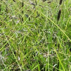 Eragrostis brownii at QPRC LGA - 12 Jan 2024 01:27 PM