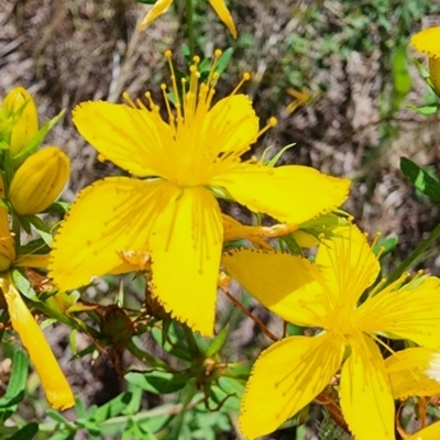 Hypericum perforatum (St John's Wort) at Googong Foreshore - 12 Jan 2024 by Steve818