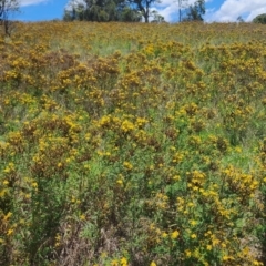 Hypericum perforatum at QPRC LGA - 12 Jan 2024 01:18 PM