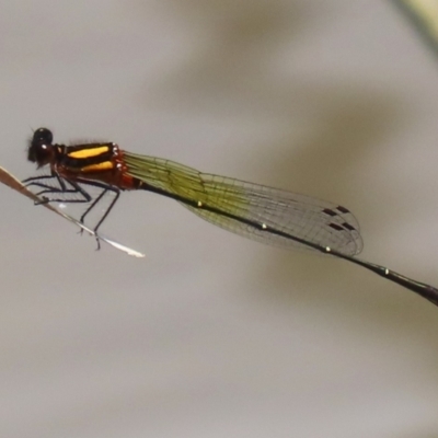 Nososticta solida (Orange Threadtail) at Gordon, ACT - 12 Jan 2024 by RodDeb