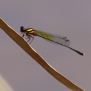 Nososticta solida at Gordon Pond - 12 Jan 2024