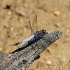 Orthetrum caledonicum (Blue Skimmer) at Stony Creek Nature Reserve - 12 Jan 2024 by Csteele4