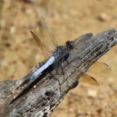 Orthetrum caledonicum at QPRC LGA - 12 Jan 2024