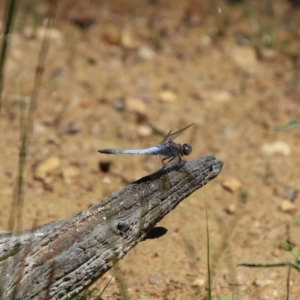 Orthetrum caledonicum at QPRC LGA - 12 Jan 2024