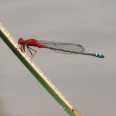 Xanthagrion erythroneurum (Red & Blue Damsel) at Gordon, ACT - 12 Jan 2024 by RodDeb