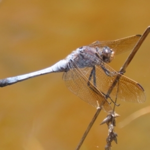 Orthetrum caledonicum at Gordon Pond - 12 Jan 2024