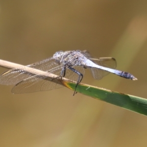 Orthetrum caledonicum at Gordon Pond - 12 Jan 2024