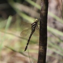 Adversaeschna brevistyla (Blue-spotted Hawker) at Carwoola, NSW - 12 Jan 2024 by Csteele4