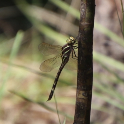 Adversaeschna brevistyla (Blue-spotted Hawker) at QPRC LGA - 12 Jan 2024 by Csteele4