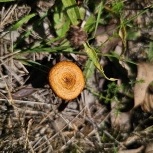 Lentinus arcularius at Stony Creek Nature Reserve - 12 Jan 2024