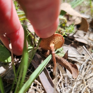 Lentinus arcularius at Stony Creek Nature Reserve - 12 Jan 2024