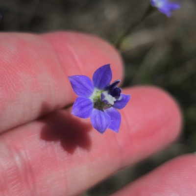 Wahlenbergia sp. (Bluebell) at Stony Creek Nature Reserve - 12 Jan 2024 by Csteele4