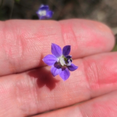 Wahlenbergia sp. at QPRC LGA - 12 Jan 2024 02:38 PM