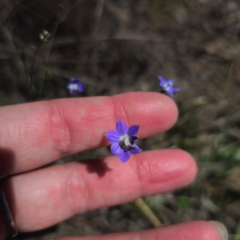 Wahlenbergia sp. at QPRC LGA - 12 Jan 2024 02:38 PM