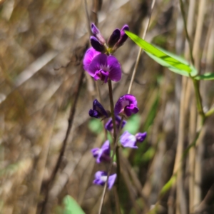 Glycine microphylla at Stony Creek Nature Reserve - 12 Jan 2024