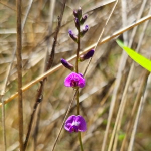 Glycine microphylla at Stony Creek Nature Reserve - 12 Jan 2024 02:21 PM