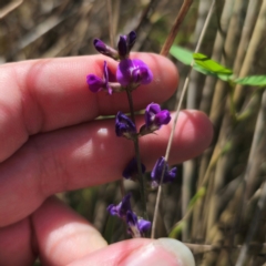 Glycine microphylla at Stony Creek Nature Reserve - 12 Jan 2024