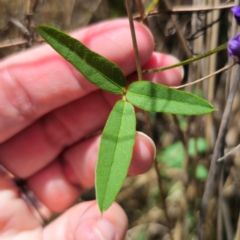 Glycine microphylla at Stony Creek Nature Reserve - 12 Jan 2024