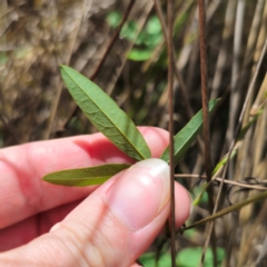 Glycine microphylla at Stony Creek Nature Reserve - 12 Jan 2024